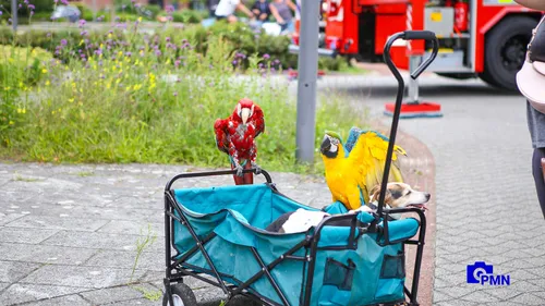 2021 08 03 papegaai 2