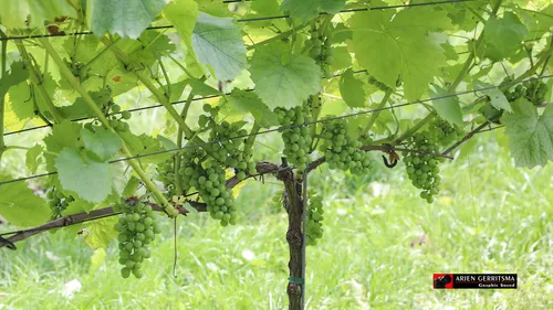 2021 08021 proef de passie 24