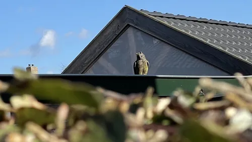 2022 05 06 vogel buren