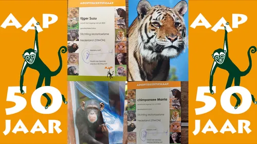 2022 06 16 stimon aap