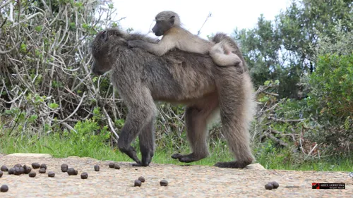 2022 07 19 arjen aap