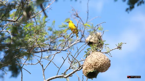 2022 07 19 arjen vogel