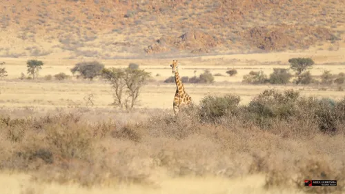 2022 07 24 arjen giraffe 2