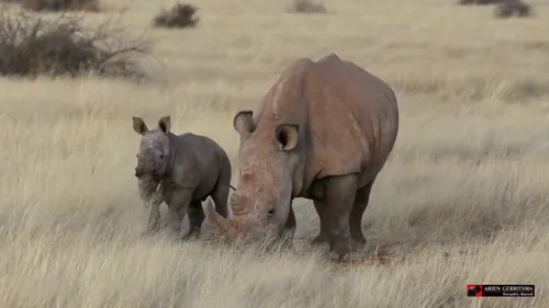 2022 07 24 arjen neushoorn