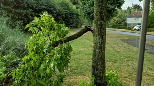 2022 08 15 boom stadspark schade 2