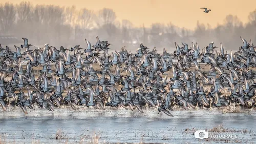 2022 11 19 harry van t veld polder arkemheen 2e prijs jury buitengewoon gederland 2