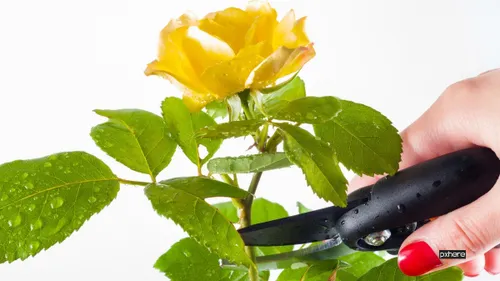 2023 01 27 snoeien rose pruning garden cut gardening cutting work gardener 790951