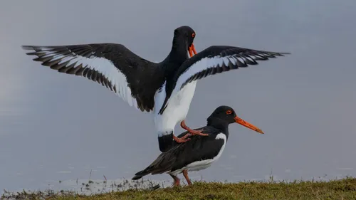 2023 03 31 scholeksters