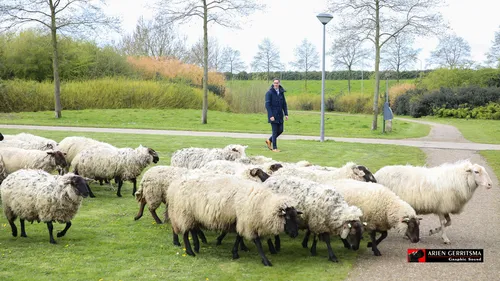 2023 04 12 schapen arjen 2