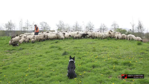 2023 04 12 schapen arjen 5