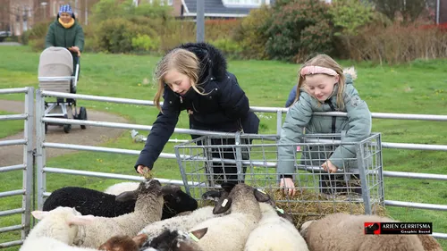 2023 04 12 schapen arjen 6