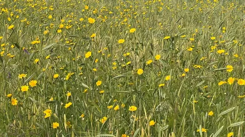 2023 08 18 bram onkruid brandweer3