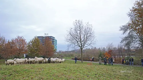 2023 12 04 schapen uitzwaaien 09