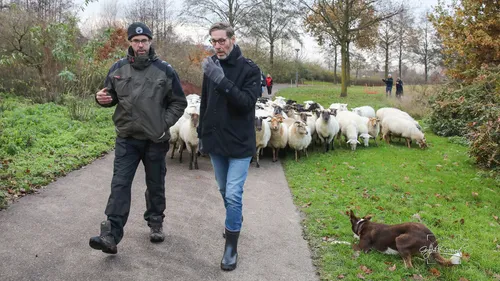 2023 12 04 schapen uitzwaaien 10