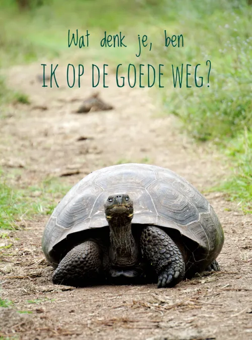 schildpad goede weg