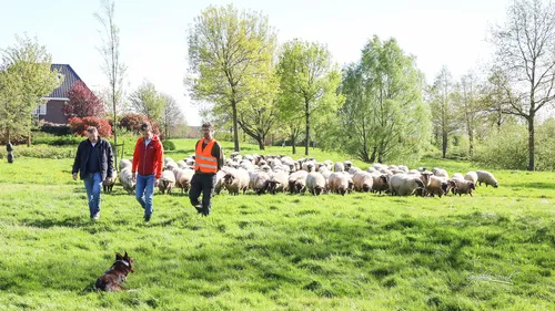 2024 04 10 schapen y02