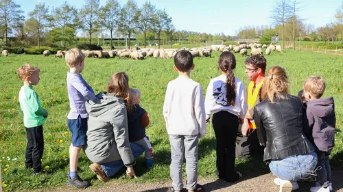2024 04 10 schapen y10
