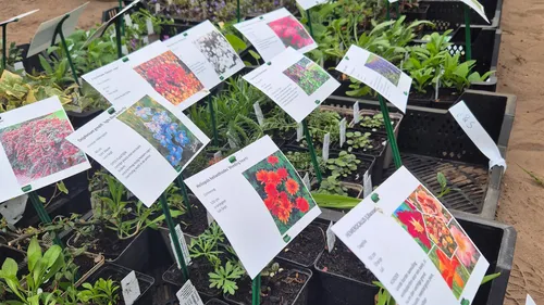 2025 04 17 plantjesmarkt aeres 2