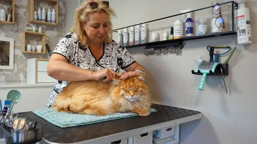 2025 04 29 kattensalon 1