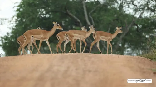 2026-03-05 oeganda 4