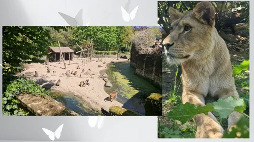 2026-04-29 dierenpark jongerenwerk 2