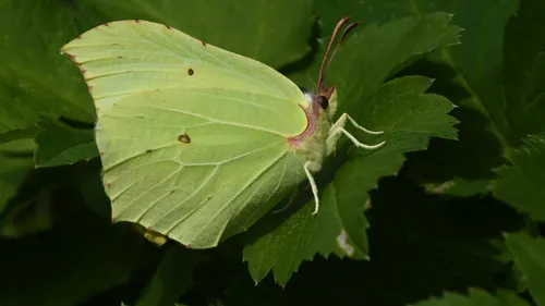 2026-04-29 slg citroenvlinder