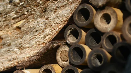 2026-04-29 slg nestgang wilde bij