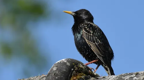 2026-04-29 slg spreeuw