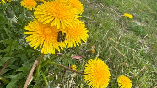 2026-06-12 bijen