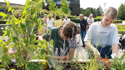2026-07-03 de pol emmaschool plantjes biodiversiteit-7