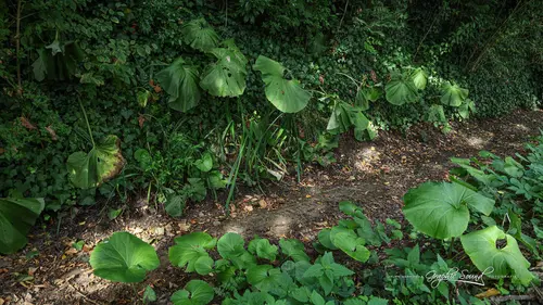 2026-08-08 droogte z5101