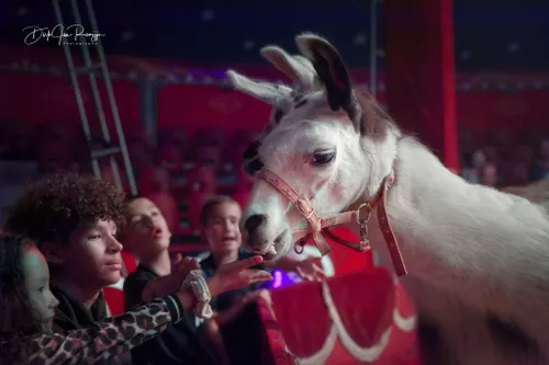 circus bossle pers 02 fotograaf dirk jan ranzijn