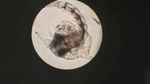 onder de microscoop 1