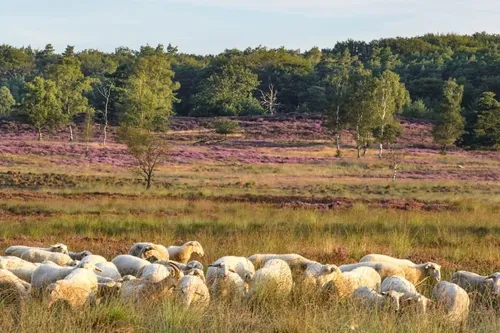 veluwe hoog buurlo schapen heide natuurmonumenten