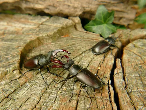 vliegend hert m grotens1