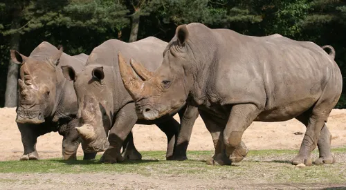 De breedlipneushoorns eten vooral hooi<br>