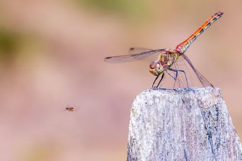 De prijswinnende foto van Ton Rothengatter