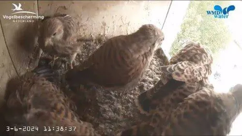 Volle bak bij de torenvalk in 2024