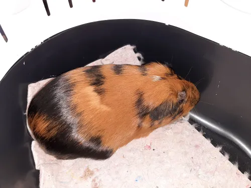 cavia nunspeet