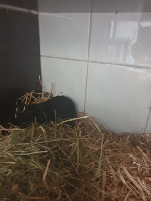 cavia nunspeet