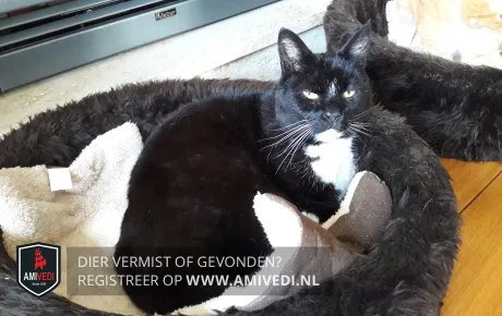 kat amivedi februari