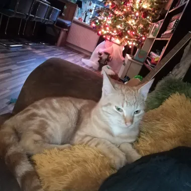 kat groen van prinstererlaan nunspeet