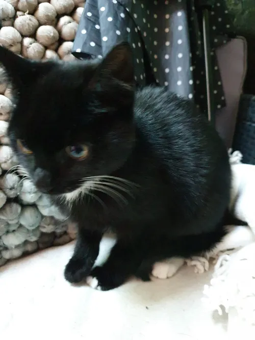 kitten onder de bos hulshorst 25 08