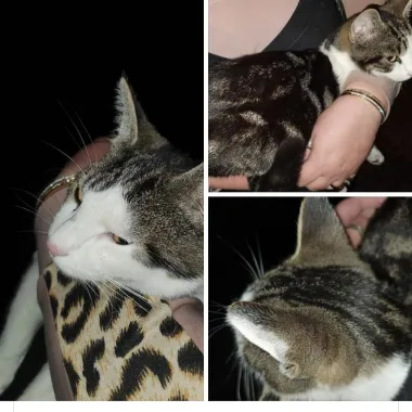 kitten schaepmanlaan nunspeet