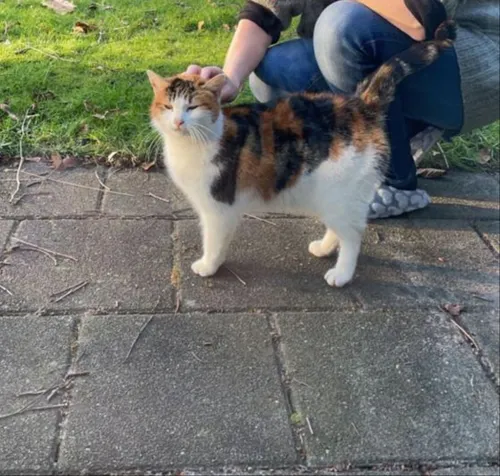 lapjespoes nunspeet 2