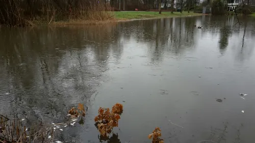 vijver dode vissen