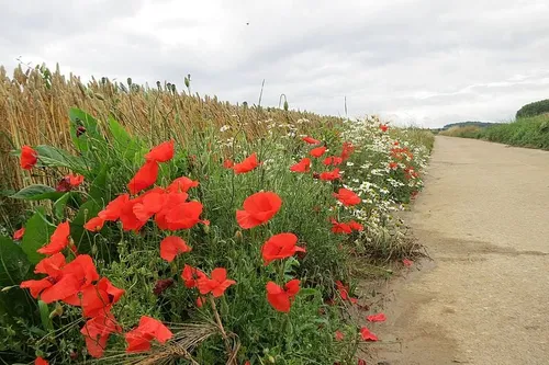 berm klaprozen geert budenaerts pixabay