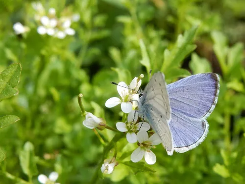 boomblauwtje kars veling scaled 1