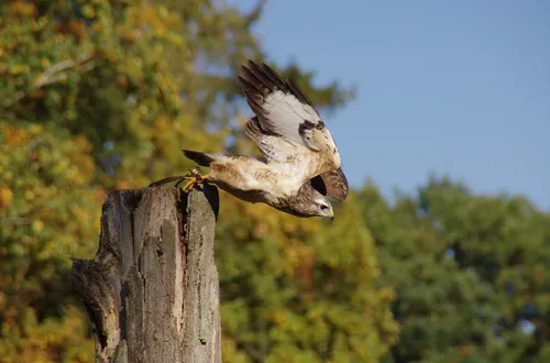 buizerd jensg pixabay
