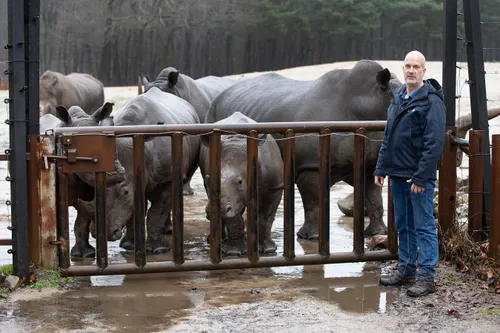 dierverzorger rene rijken haalt de neushoorns binnen